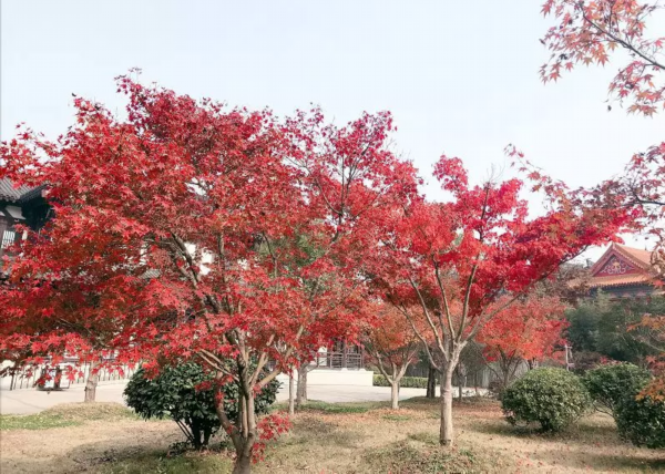 烂漫又生动的季节 一起走入如诗如画的西楚古城！