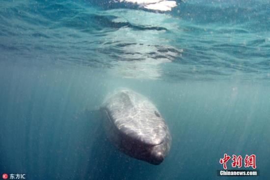 资料图:蓝鲸。图片来源:东方IC 版权作品 请勿转载