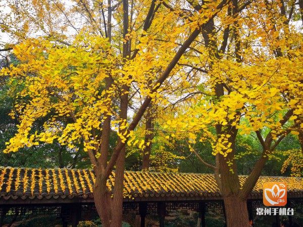 色叶植物尽显多姿 装扮龙城常州最靓秋冬