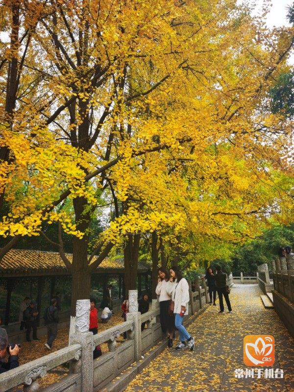 色叶植物尽显多姿 装扮龙城常州最靓秋冬