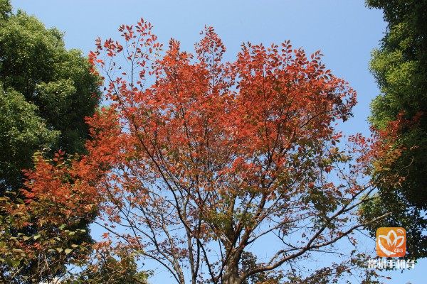 色叶植物尽显多姿 装扮龙城常州最靓秋冬