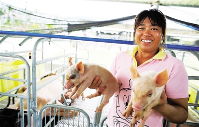 【农业农村部:生猪生产恢复发展三年行动 目标明确】