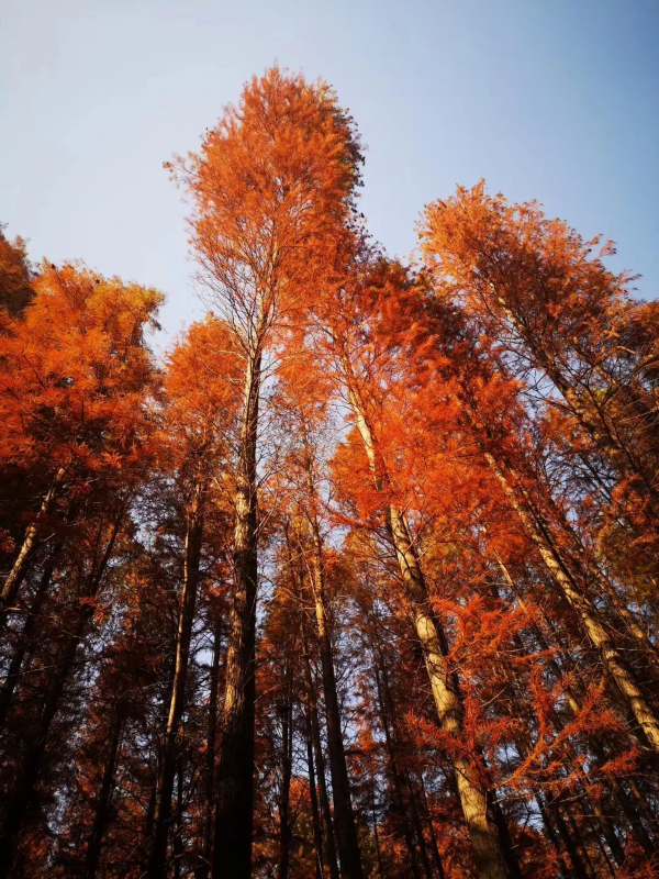 暖心暖冬，红杉林健康养生之旅开始了！