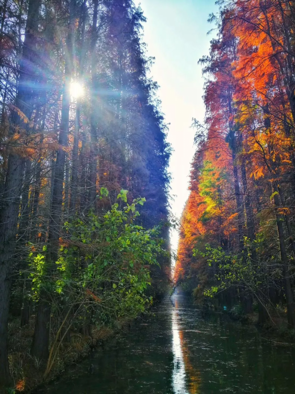 暖心暖冬，红杉林健康养生之旅开始了！
