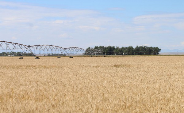 △蒙大拿州是美国的农业大州之一，图为当地大瀑布城附近的小麦农场