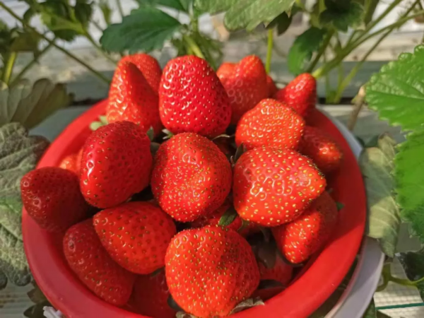 准备好了 莓 今年第一批草莓可以采摘了 又大又甜 荔枝新闻