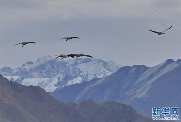 （环境）（3）鹤舞拉萨