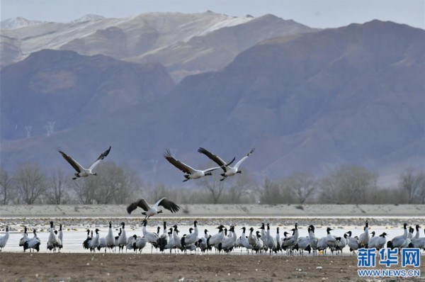 （环境）（2）鹤舞拉萨