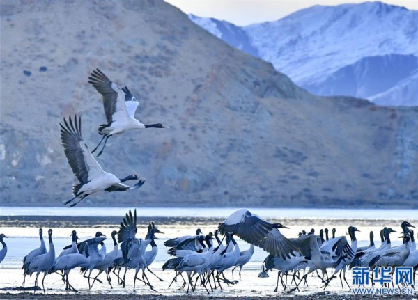 （环境）（1）鹤舞拉萨