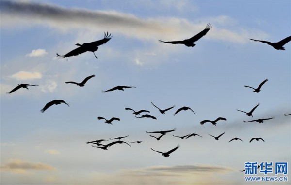 （环境）（6）鹤舞拉萨