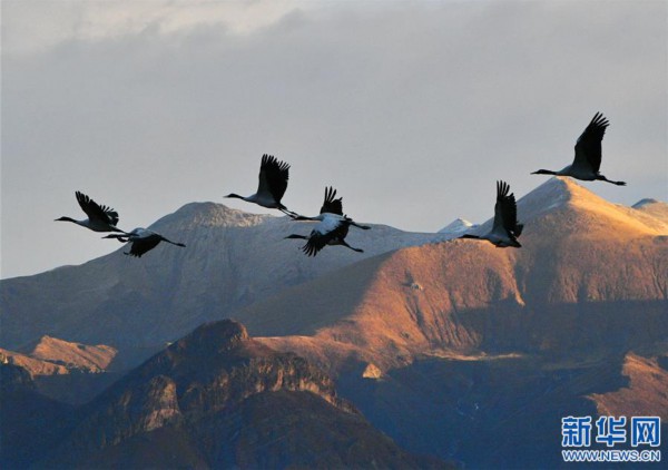 （环境）（5）鹤舞拉萨