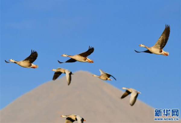 （新华视界）（5）西藏拉萨：百鸟翩跹聚湿地