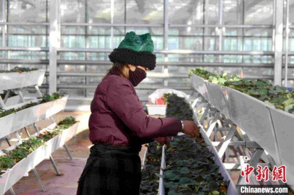 &ldquo;后藏粮仓&rdquo;西藏白朗县扩大生产保障疫情期间蔬菜供应