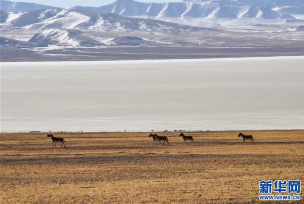 (新华全媒头条·图文互动)(3)跨越半个世纪的生命迁徙——西藏极高海拔生态搬迁破解人与自然共生难题