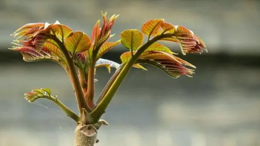 榆钱■舌尖上的春天，沛县人的“吃草”季到了！