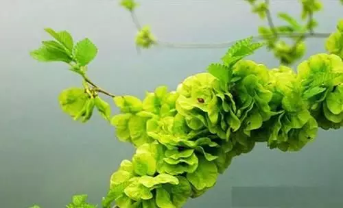 榆钱■舌尖上的春天，沛县人的“吃草”季到了！