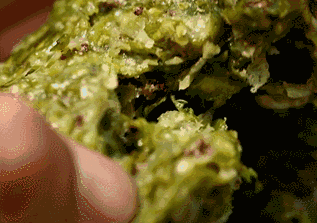 榆钱■舌尖上的春天，沛县人的“吃草”季到了！