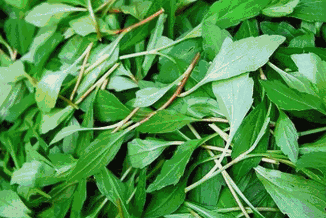 榆钱■舌尖上的春天，沛县人的“吃草”季到了！