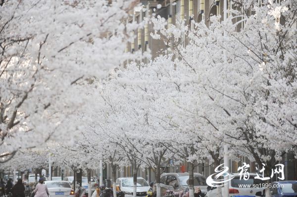 DSC_9555(686374)-20200325082859