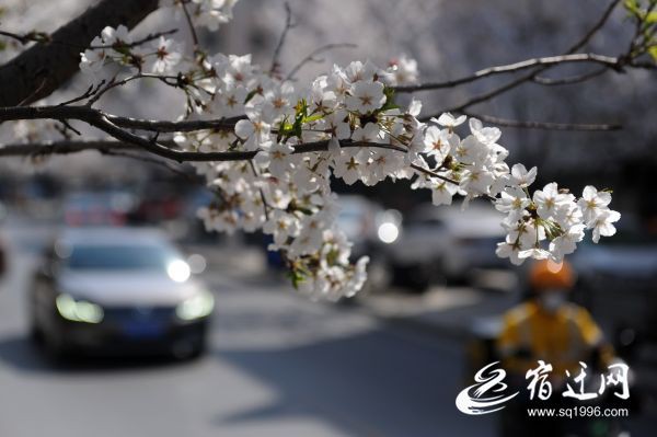 DSC_9474(686379)-20200325082915