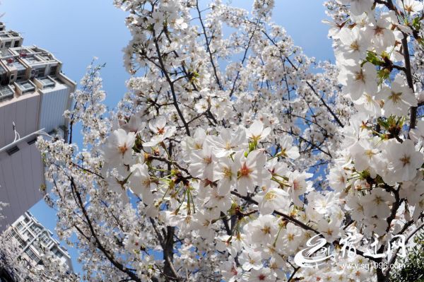 DSC_9450(686380)-20200325082918