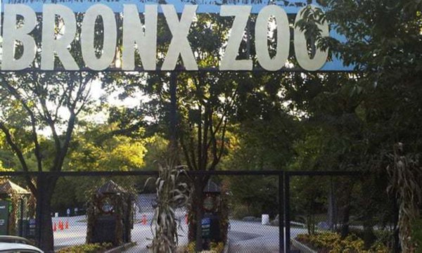 布朗克斯动物园，图据《卫报》