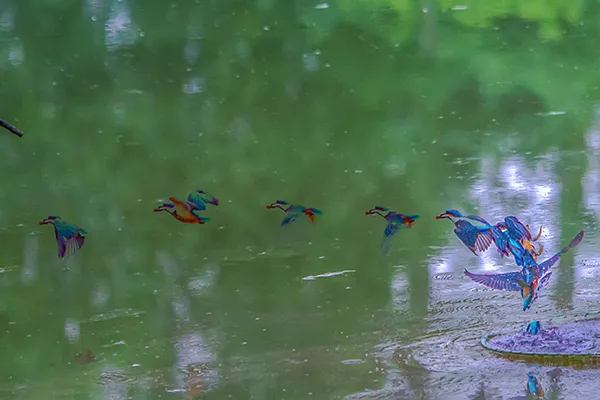 翠鸟■泗洪:夏日炎炎翠鸟忙