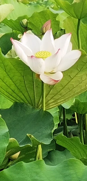 荷花■走！杉荷园“拍了拍”你，到这邂逅美丽荷花，今夏美翻人间！