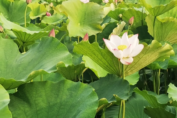 荷花■走！杉荷园“拍了拍”你，到这邂逅美丽荷花，今夏美翻人间！