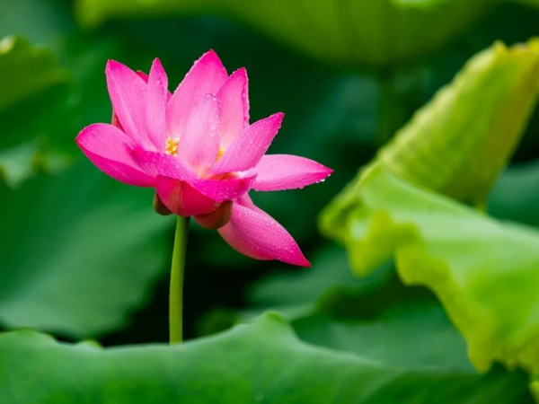 菡萏■万般风情皆为你，“荷”不开心一夏？
