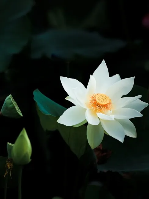 菡萏■万般风情皆为你，“荷”不开心一夏？