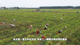 清凉一夏■谢谢你的花心，让我清凉一夏！