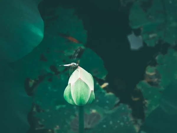 菡萏■万般风情皆为你，“荷”不开心一夏？