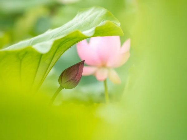 菡萏■万般风情皆为你，“荷”不开心一夏？