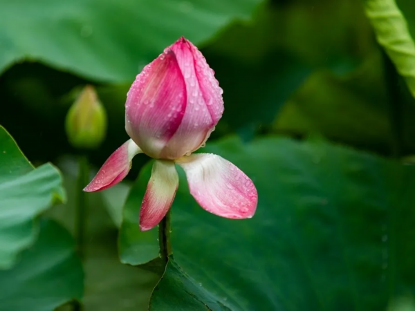 菡萏■万般风情皆为你，“荷”不开心一夏？