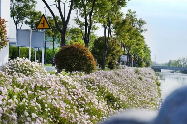 金银■花都开好了！快来向着“幸福”出发！
