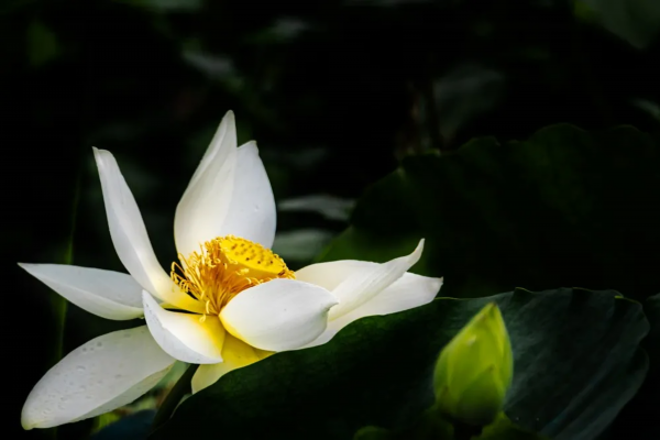 菡萏■万般风情皆为你，“荷”不开心一夏？
