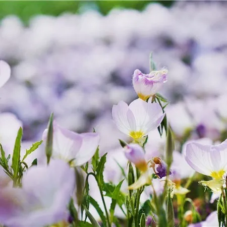 金银■花都开好了！快来向着“幸福”出发！