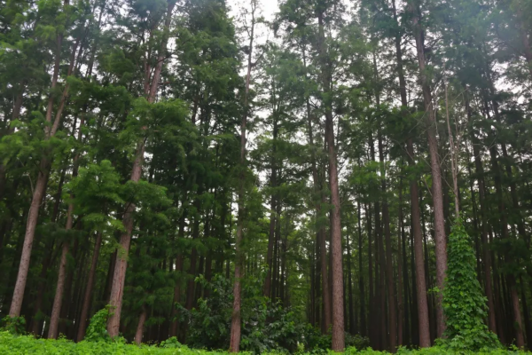 池杉■听，那段杉情往事！
