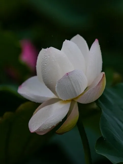 菡萏■万般风情皆为你，“荷”不开心一夏？
