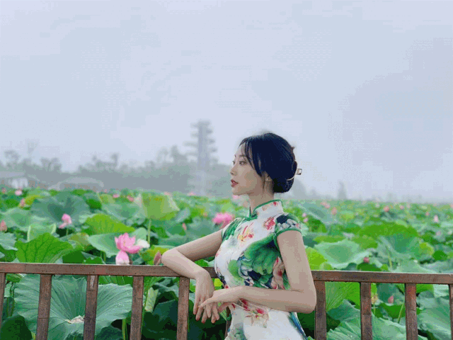 菡萏■万般风情皆为你，“荷”不开心一夏？