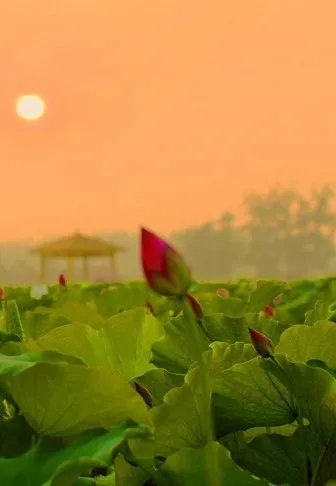 菡萏■万般风情皆为你，“荷”不开心一夏？