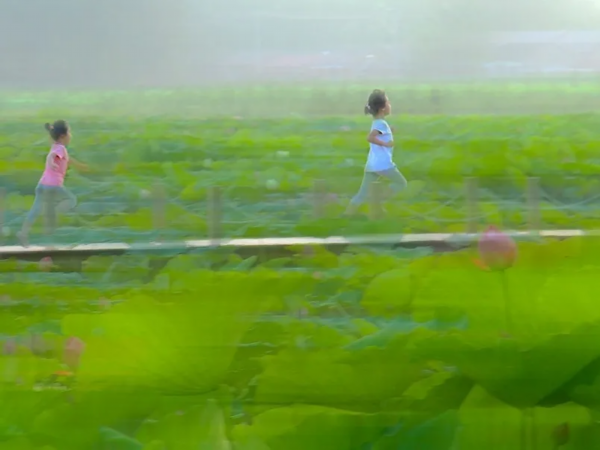 菡萏■万般风情皆为你，“荷”不开心一夏？