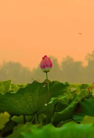 菡萏■万般风情皆为你，“荷”不开心一夏？