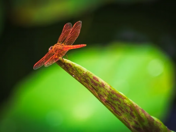 菡萏■万般风情皆为你，“荷”不开心一夏？
