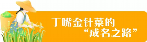 宿豫■忘不了的味道~丁嘴金针菜的“前世今生”