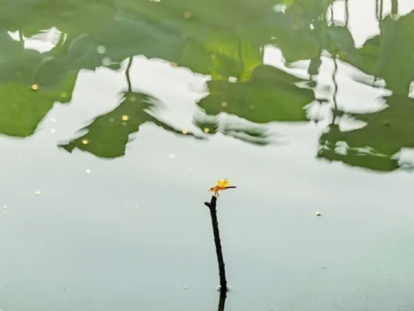 菡萏■万般风情皆为你，“荷”不开心一夏？