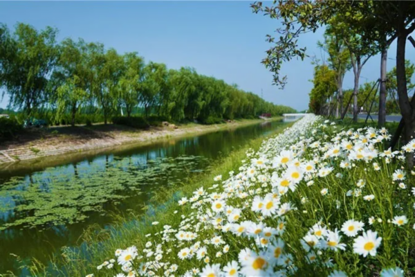 金银■花都开好了！快来向着“幸福”出发！