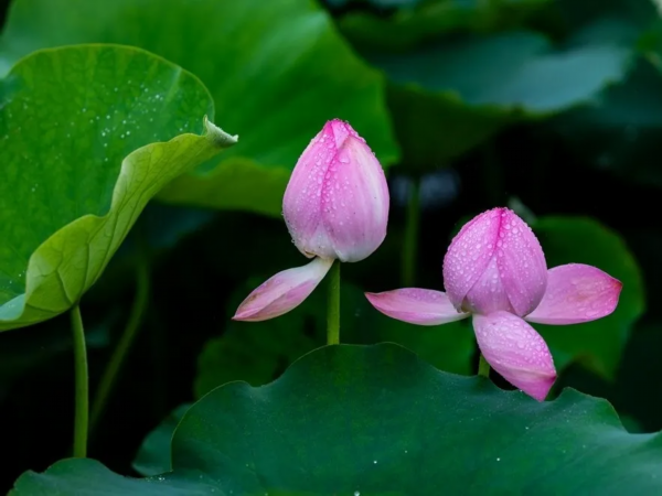 菡萏■万般风情皆为你，“荷”不开心一夏？