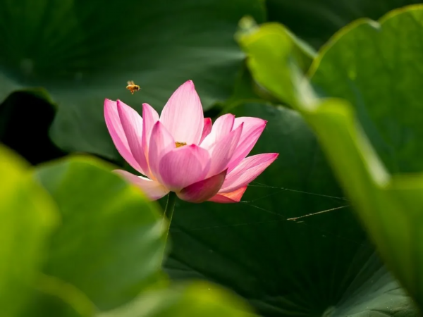 菡萏■万般风情皆为你，“荷”不开心一夏？